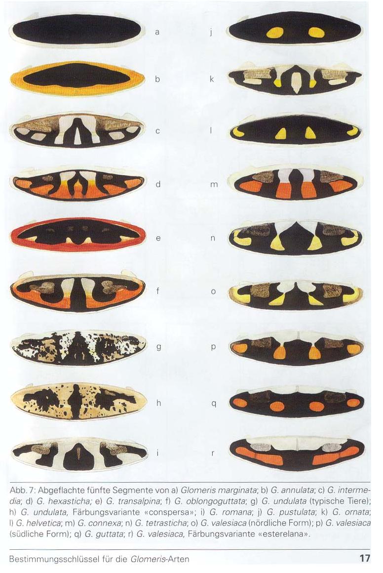 TAVOLE SUI GLOMERIS - C.L. Koch, 1863 e R. Hoess, 2000